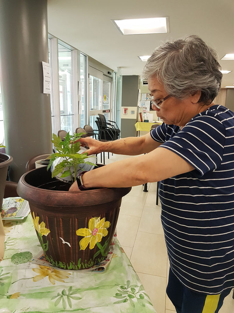 Adult planting peppers in a pot